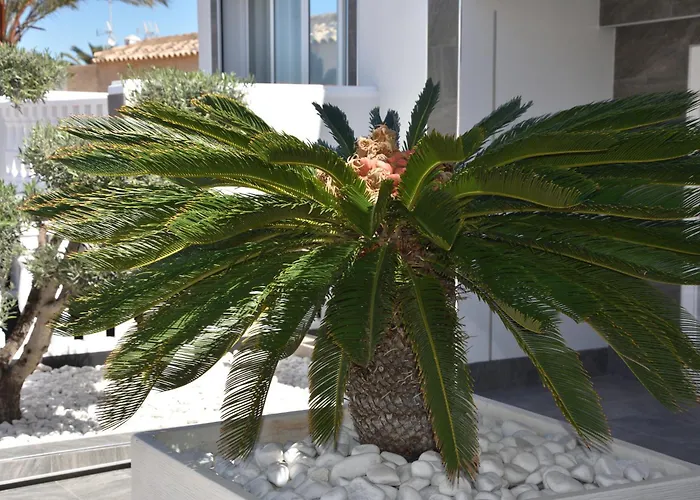 Casa Lägenhet Torrevieja